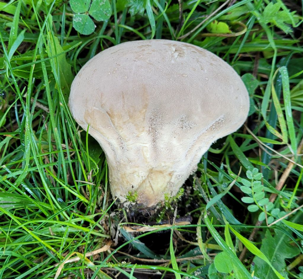 Fungo da determinare: Lycoperdon?